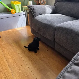 Puppies for sale - Image 3