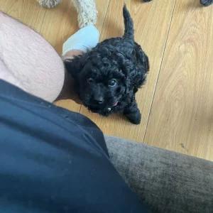 Puppies for sale - Image 4