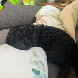 Puppies for sale - Image 6