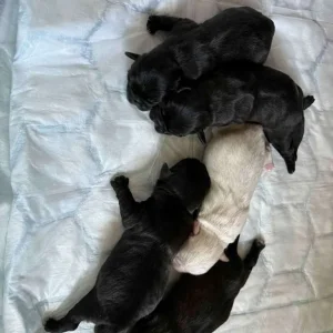 Shih tzu & Pug Cross - Image 2