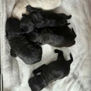 Shih tzu & Pug Cross - Image 3