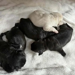 Shih tzu & Pug Cross - Image 4