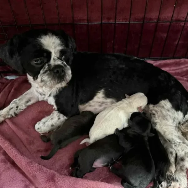 Shih tzu & Pug Cross