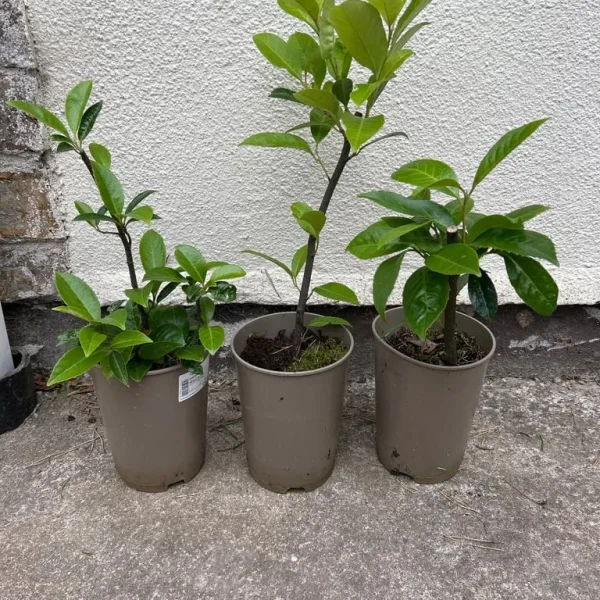 Three laurel trees