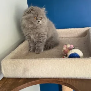 2 GCCF REGISTERED BRITISH LONGHAIRS - Image 3