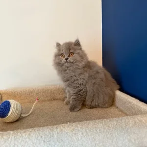 2 GCCF REGISTERED BRITISH LONGHAIRS - Image 4