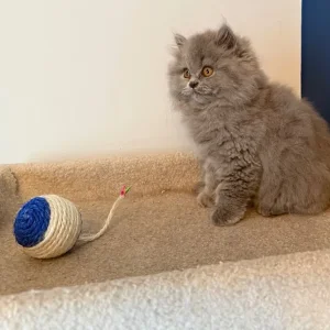 2 GCCF REGISTERED BRITISH LONGHAIRS - Image 5