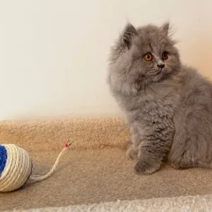 2 GCCF REGISTERED BRITISH LONGHAIRS - Image 6