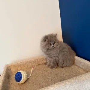 2 GCCF REGISTERED BRITISH LONGHAIRS - Image 7