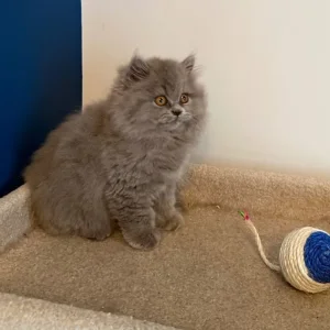 2 GCCF REGISTERED BRITISH LONGHAIRS - Image 8