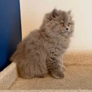 2 GCCF REGISTERED BRITISH LONGHAIRS