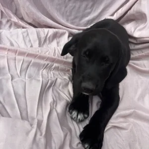 Springer spaniel x breed - Image 2