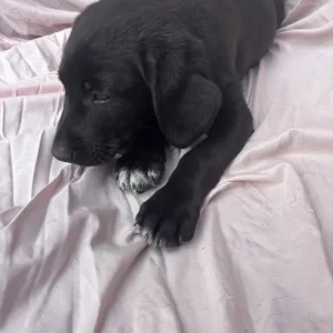 Springer spaniel x breed - Image 3