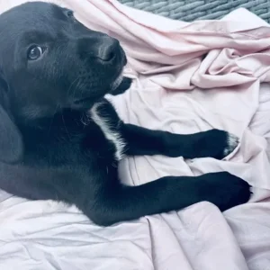 Springer spaniel x breed - Image 4