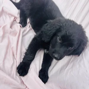 Springer spaniel x breed - Image 5