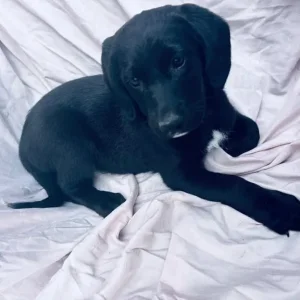 Springer spaniel x breed - Image 6