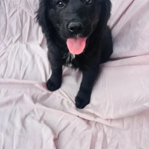 Springer spaniel x breed - Image 7