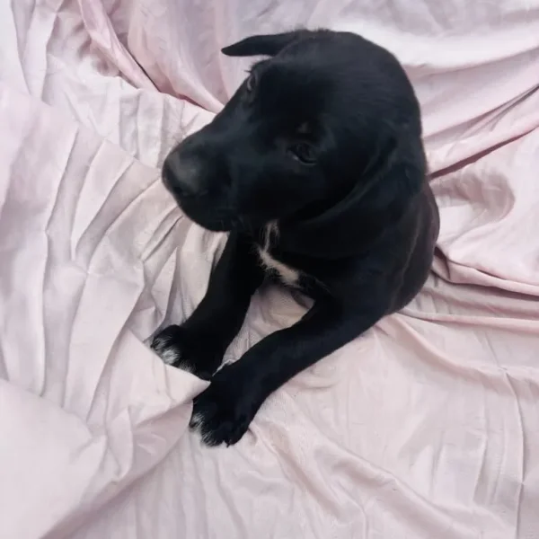 Springer spaniel x breed