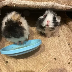 2 beautiful sisters female guinea pigs including cage with accessories included - Image 2