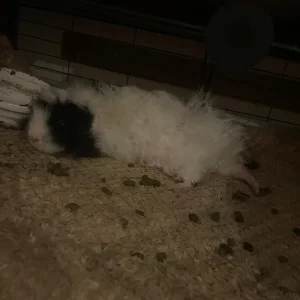 2 beautiful sisters female guinea pigs including cage with accessories included - Image 3