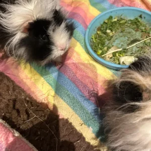 2 beautiful sisters female guinea pigs including cage with accessories included - Image 4