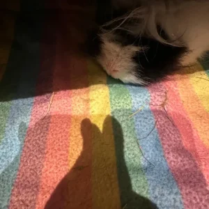 2 beautiful sisters female guinea pigs including cage with accessories included - Image 5