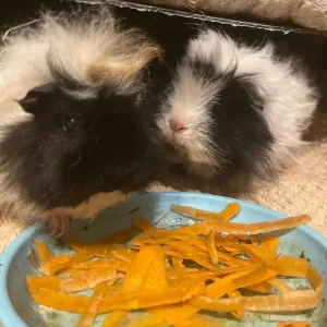 2 beautiful sisters female guinea pigs including cage with accessories included - Image 6