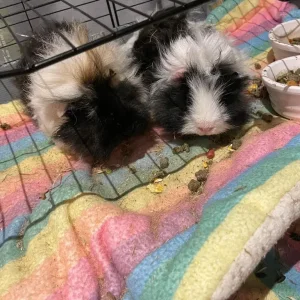 2 beautiful sisters female guinea pigs including cage with accessories included - Image 7