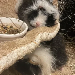 2 beautiful sisters female guinea pigs including cage with accessories included - Image 8