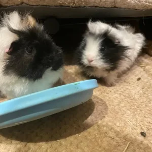 2 beautiful sisters female guinea pigs including cage with accessories included