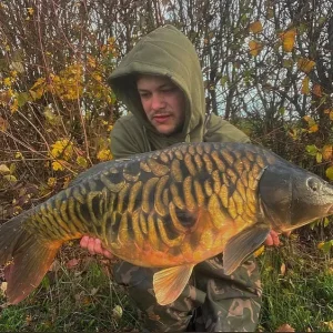 Mirror Carp
