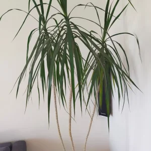 Dracaena approx 175cm, 13 years - Image 2
