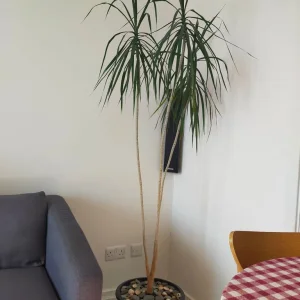 Dracaena approx 175cm, 13 years - Image 3