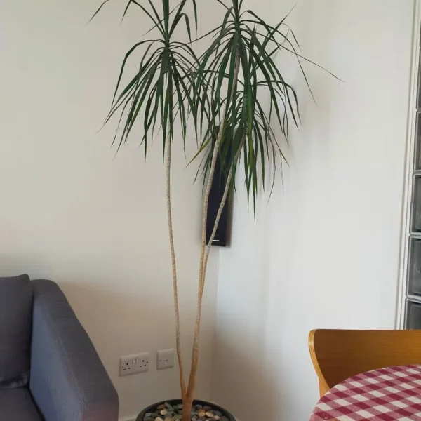 Dracaena approx 175cm, 13 years
