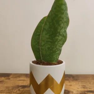 Sansevieria trifasciata Victoria - Image 2