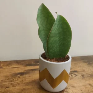 Sansevieria trifasciata Victoria