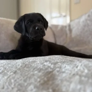 Stunning Labrador puppies - Image 2