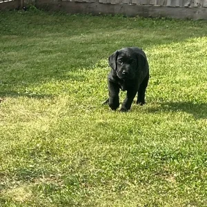 Stunning Labrador puppies - Image 3