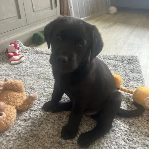 Stunning Labrador puppies - Image 4