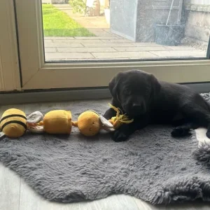 Stunning Labrador puppies - Image 5