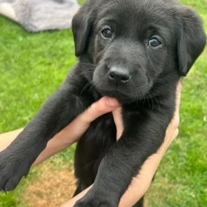 Stunning Labrador puppies - Image 6