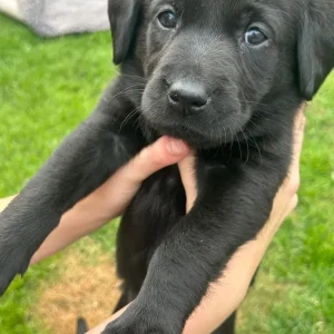Stunning Labrador puppies - Image 7