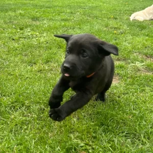 Stunning Labrador puppies - Image 8