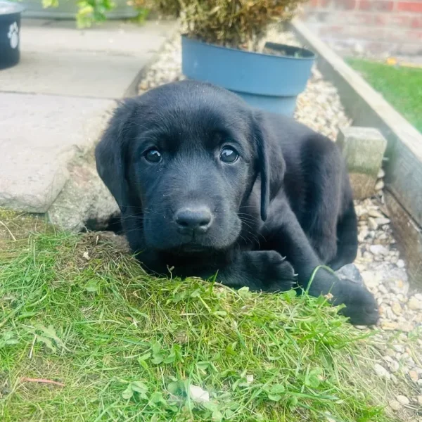 Stunning Labrador puppies