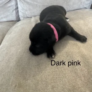 Puppy’s for sale - Image 2