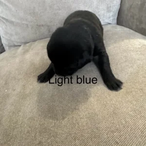 Puppy’s for sale - Image 3