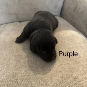 Puppy’s for sale - Image 4