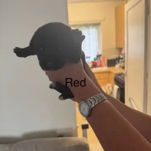 Puppy’s for sale - Image 6