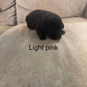 Puppy’s for sale - Image 7