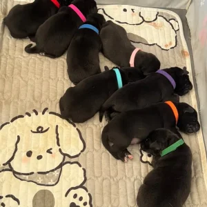 Puppy’s for sale - Image 8